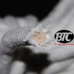 BTC Parlor Rope over 325 ft. (Extra White) (BTC2) – Trick