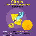 CITRUS: The Next Generation (C2 – Small) by Nourdine – Trick