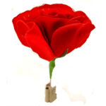 Match to Rose by Mr. Magic – Trick