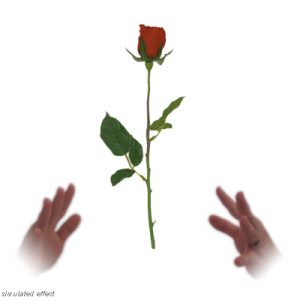 Simplex Floating Rose – David R. Evangelista