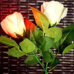 Rose Light set RED by JL Magic – Trick