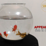 APPEARING FISH IN BOWL by Sorcier Magic