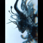 Progeny by Fraser Parker